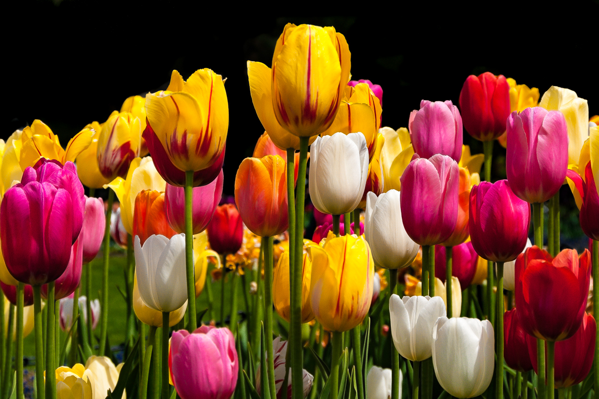 Multi-color Tulips