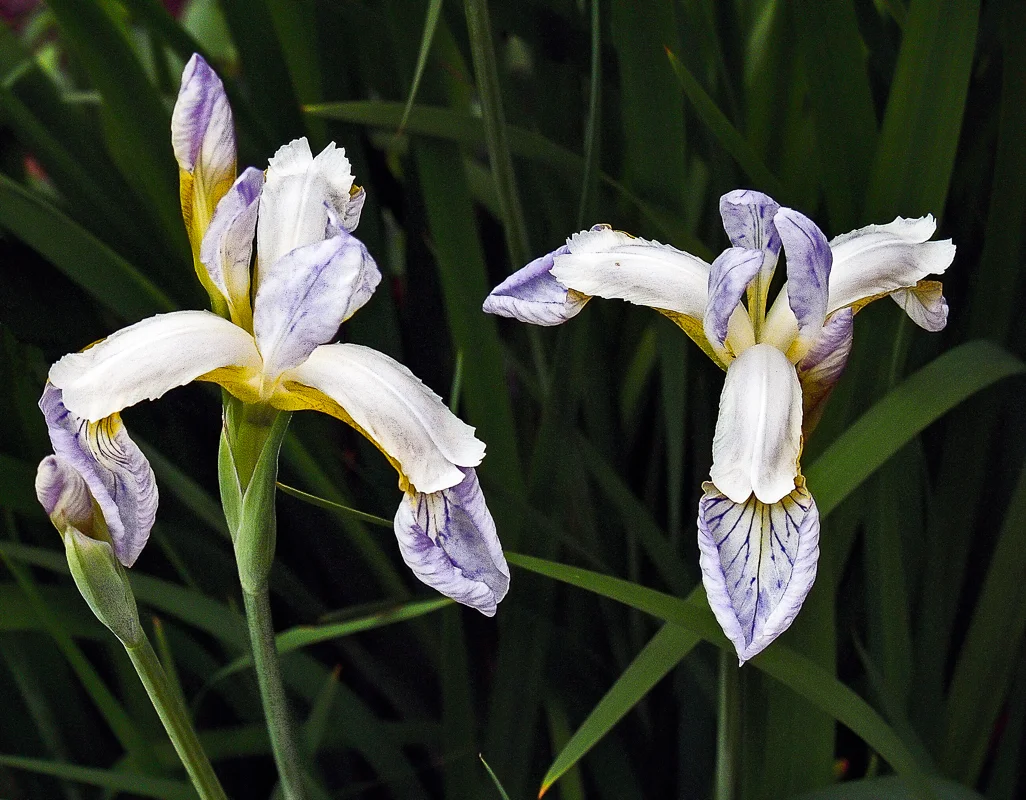 White Siberian Irises