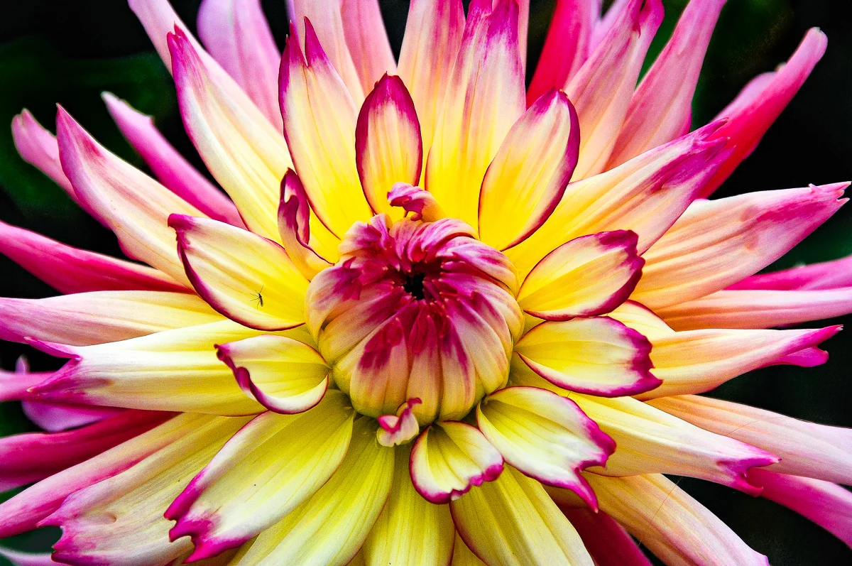 Pink Tipped Dahlia