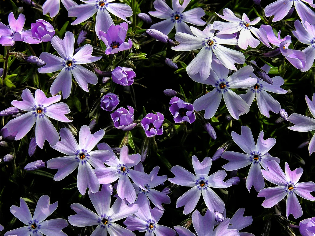 Purple Phlox