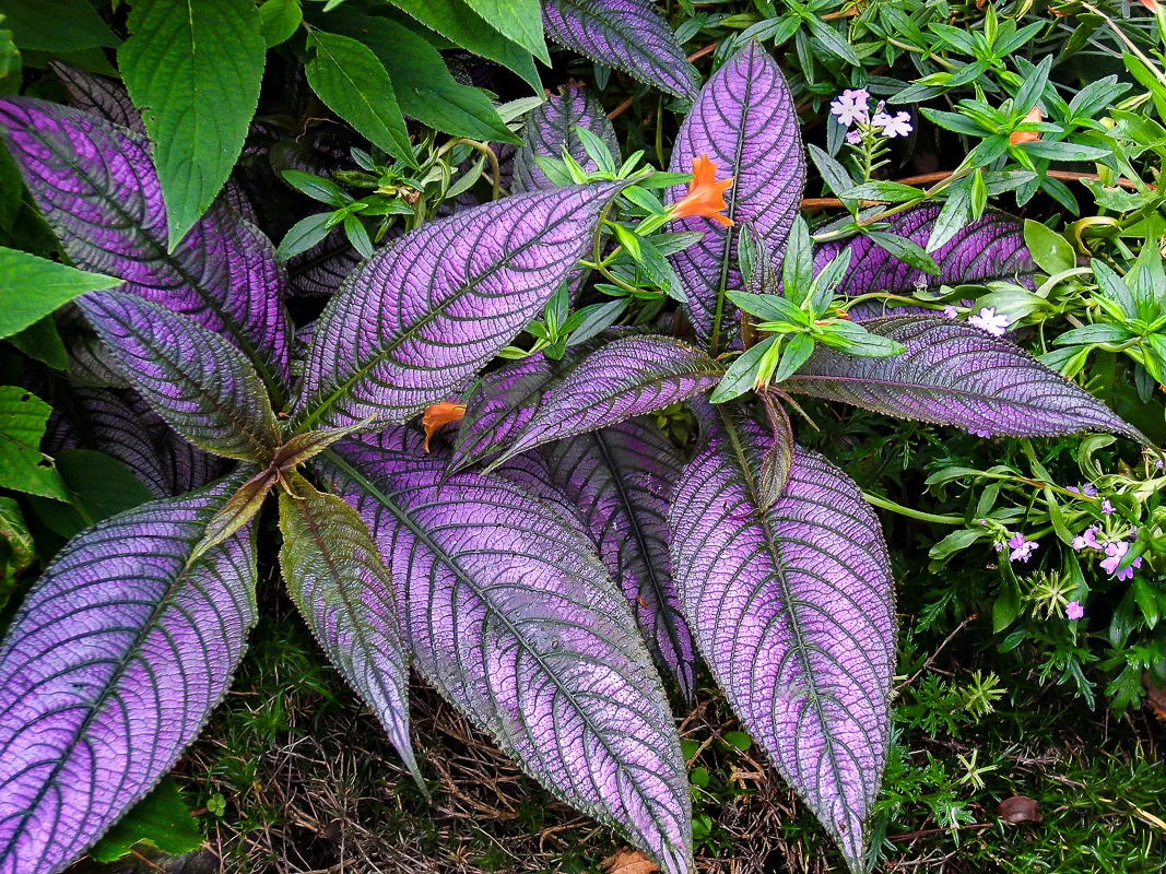 Strobilanthes