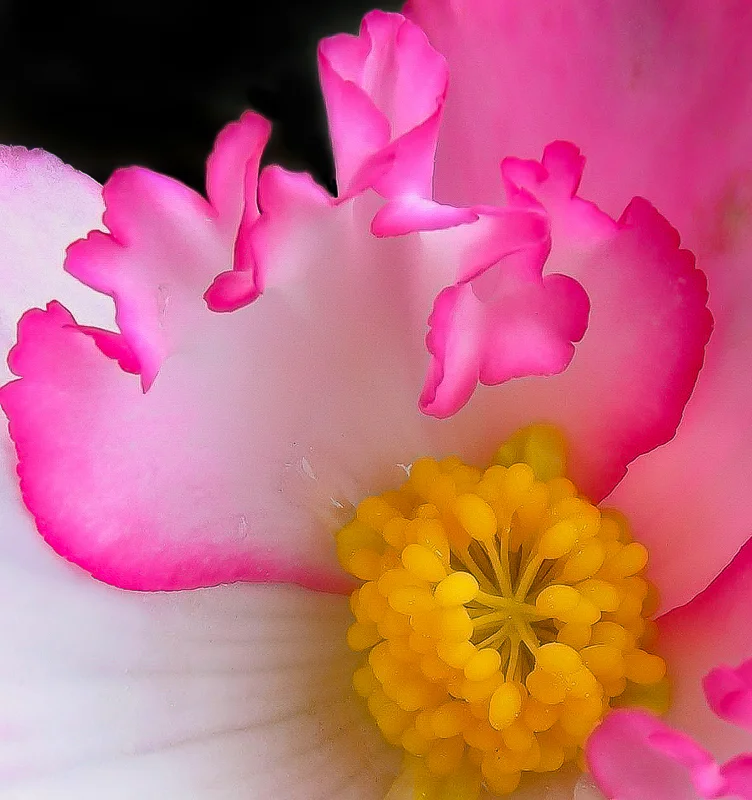 Pink Tipped Flower Close-up