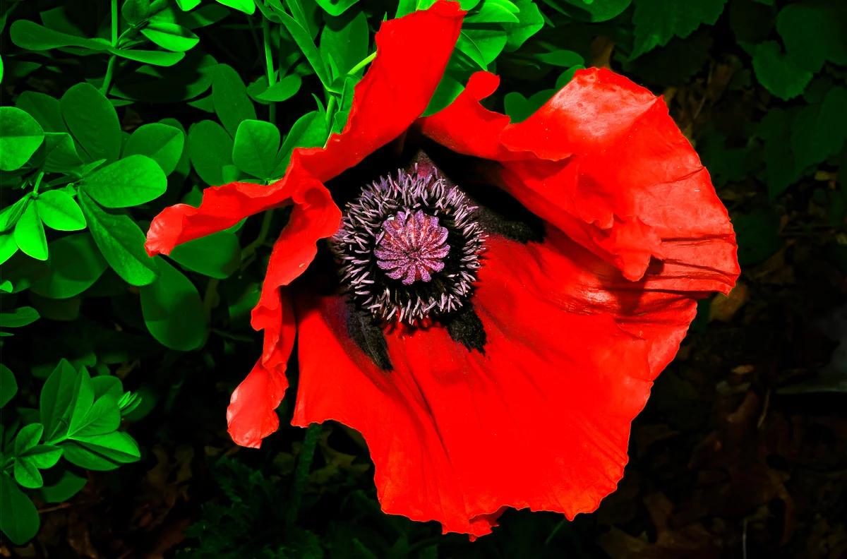 Red Poppy, Green Leaves