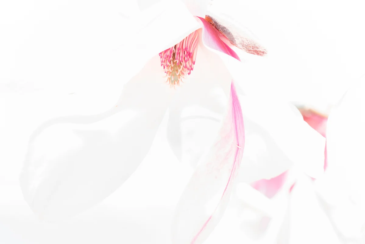 Magnolia 2