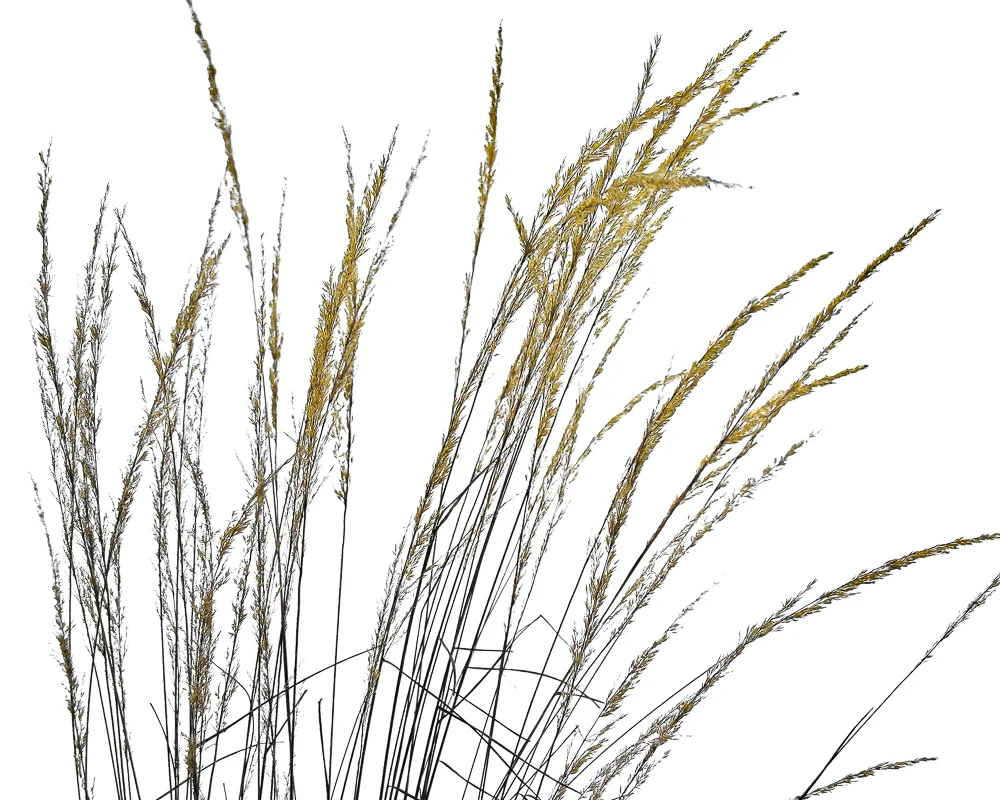 Grass in Snow