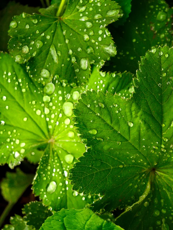 Lady's Mantle with Water Droplets