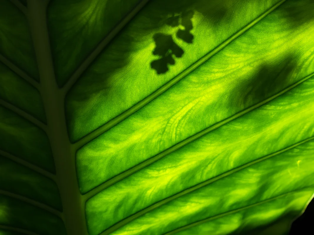 Philodendron Leaf