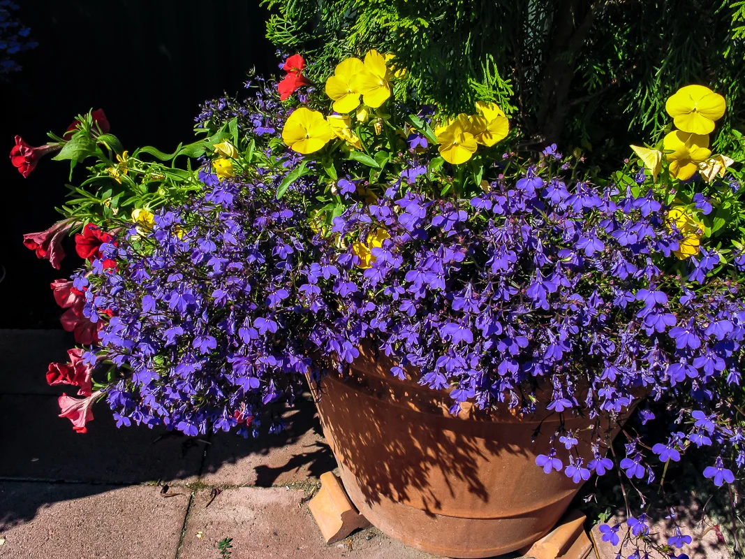 Pot of Violet, Red and Yellow Flowers
