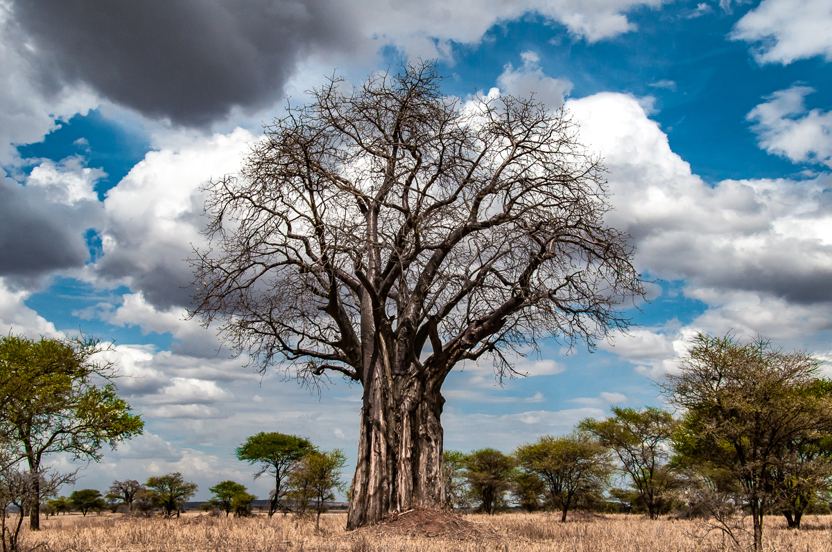Baobab, Tanzania