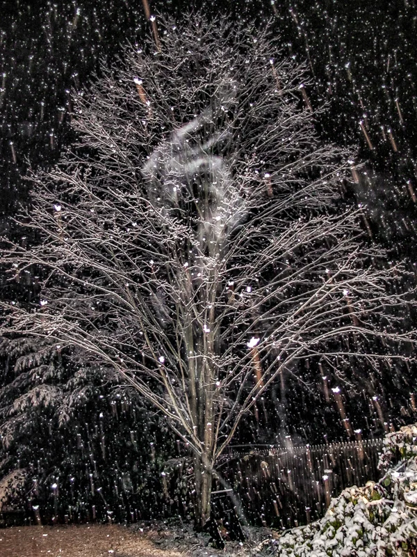 Tree and Falling Snow