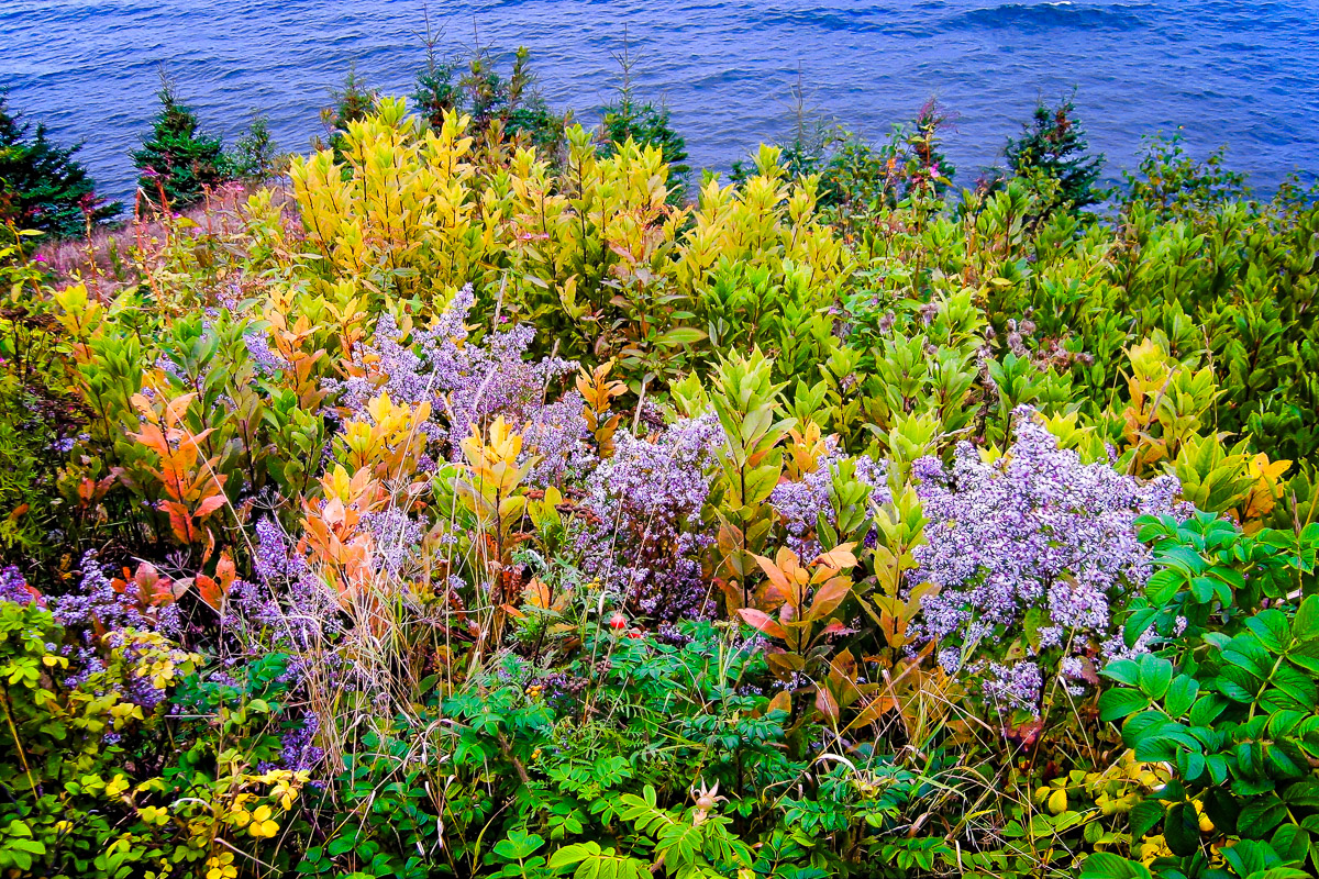 Flowers by the Sea, Owls Head, Maine