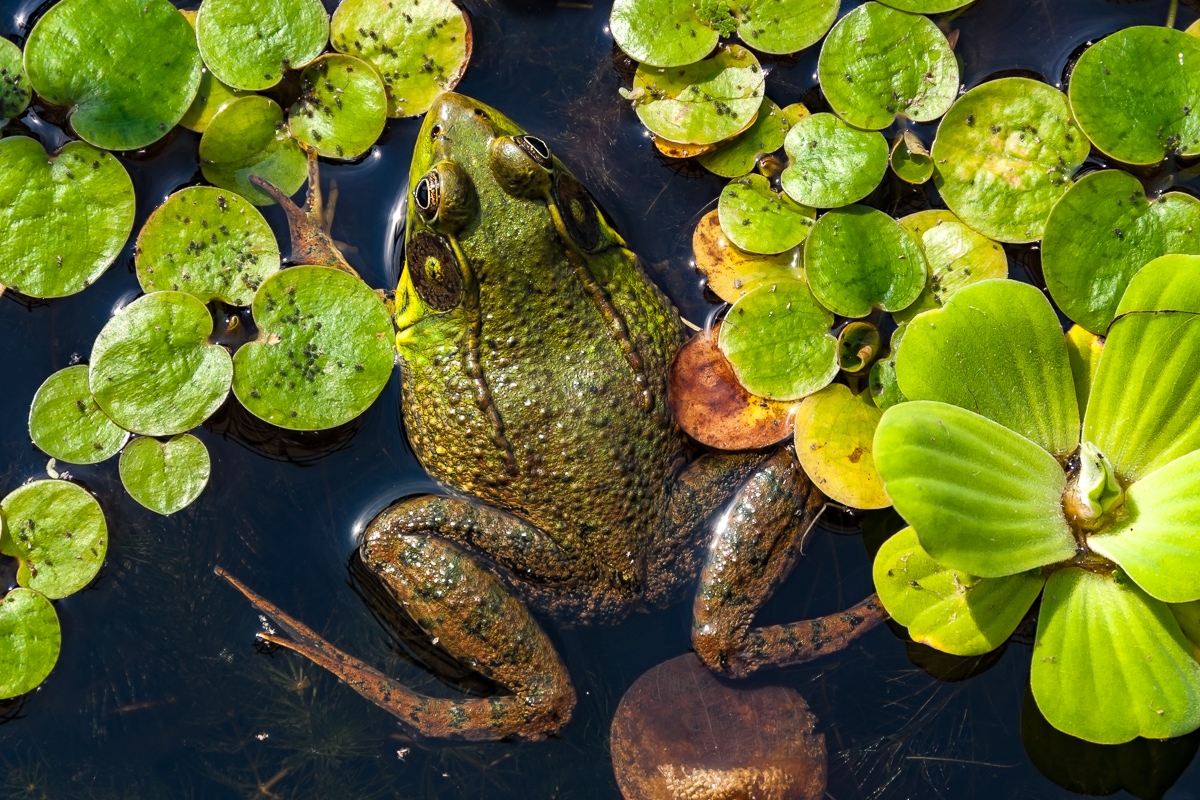 Frog in Pond