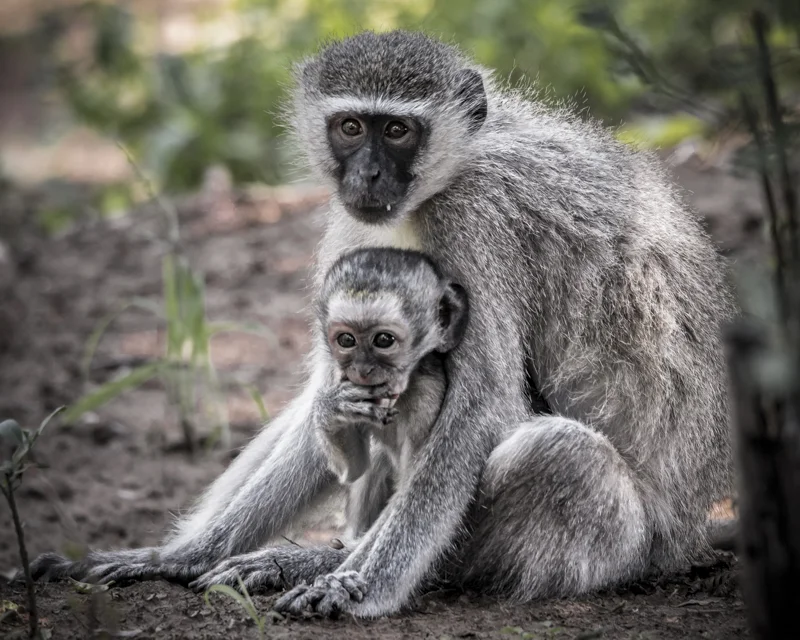 Vervet Monkey Mom and Baby