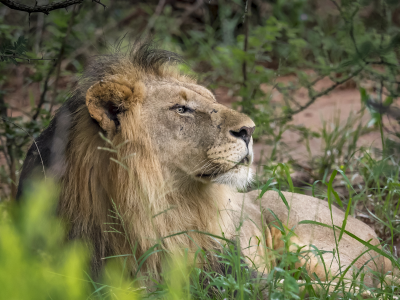 Lion-1030.jpg