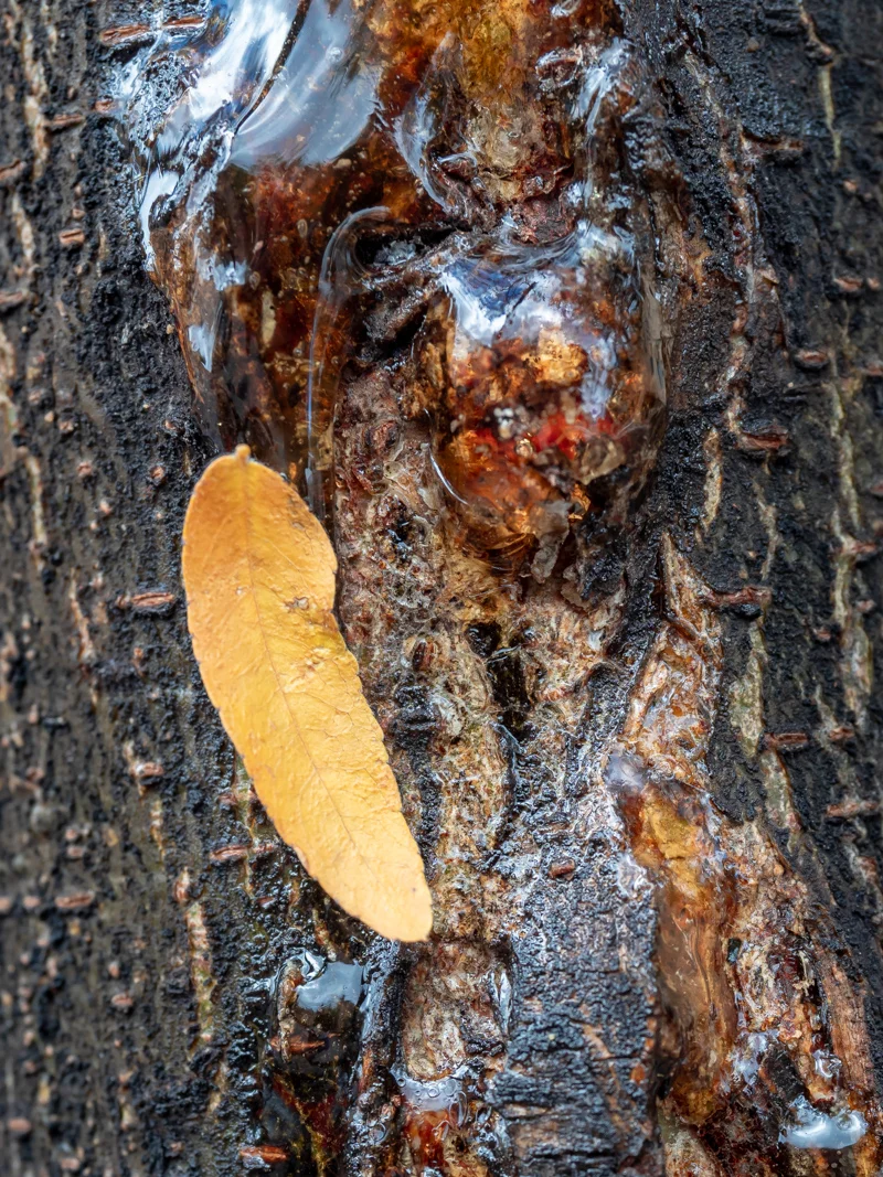 Tree Bark and Sap