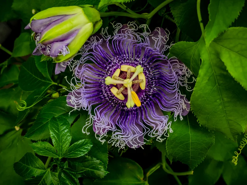 Passion Flower