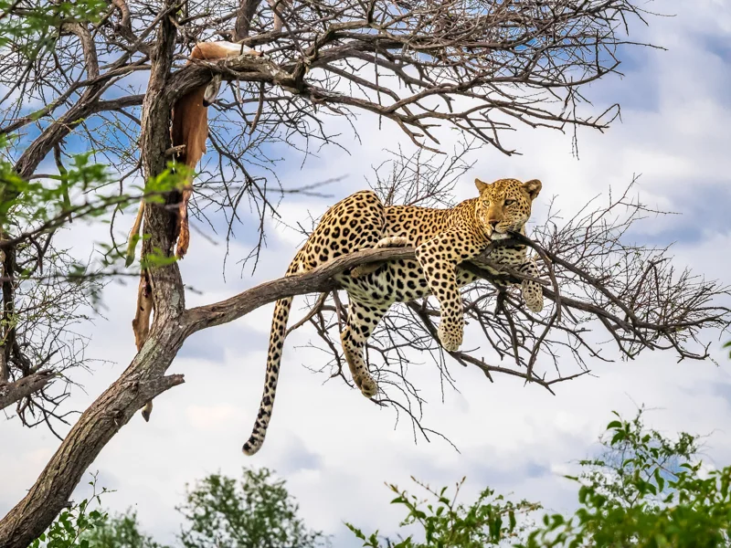 Leopard Resting on Tree Limb, South Africa