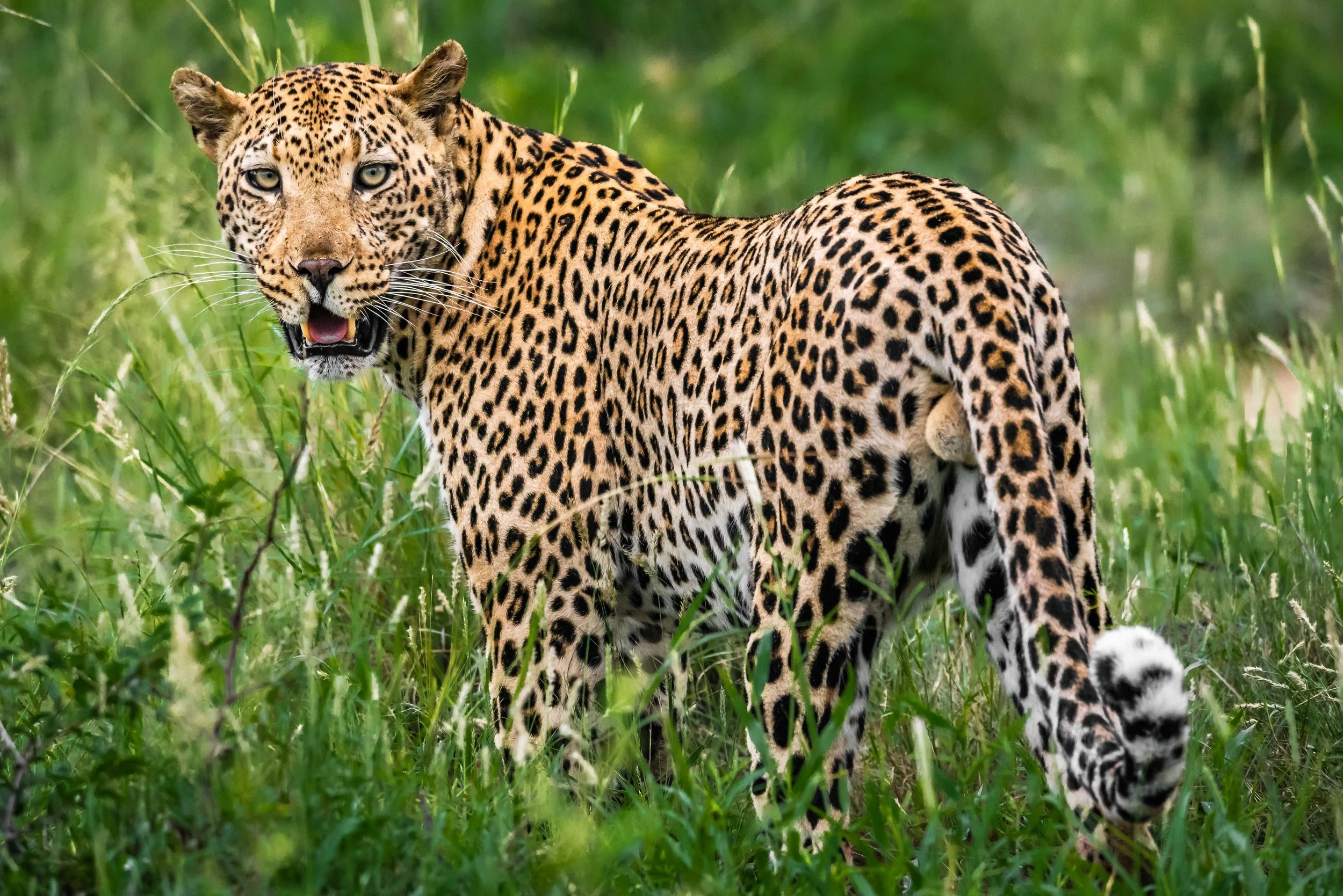 Leopard in the Madikwe Game Reserve, South Africa