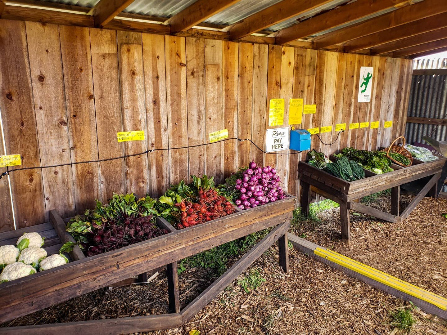 Thursday pop-up farmstand!  We'll be open until 5PM today.  If you missed the market yesterday now is your chance to get your helping of fresh veggies! 😊