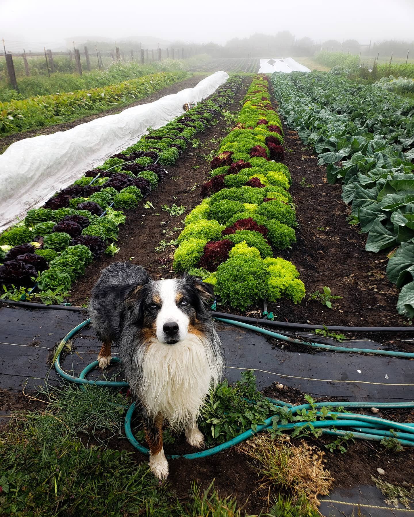 Our Saturday farmstand is open for business!  Lots of goodies in store for today including: Summer Squash, Cucumbers, Strawberries, Fennel, Beets, Lettuce Mix, Burgundy broccoli and more!