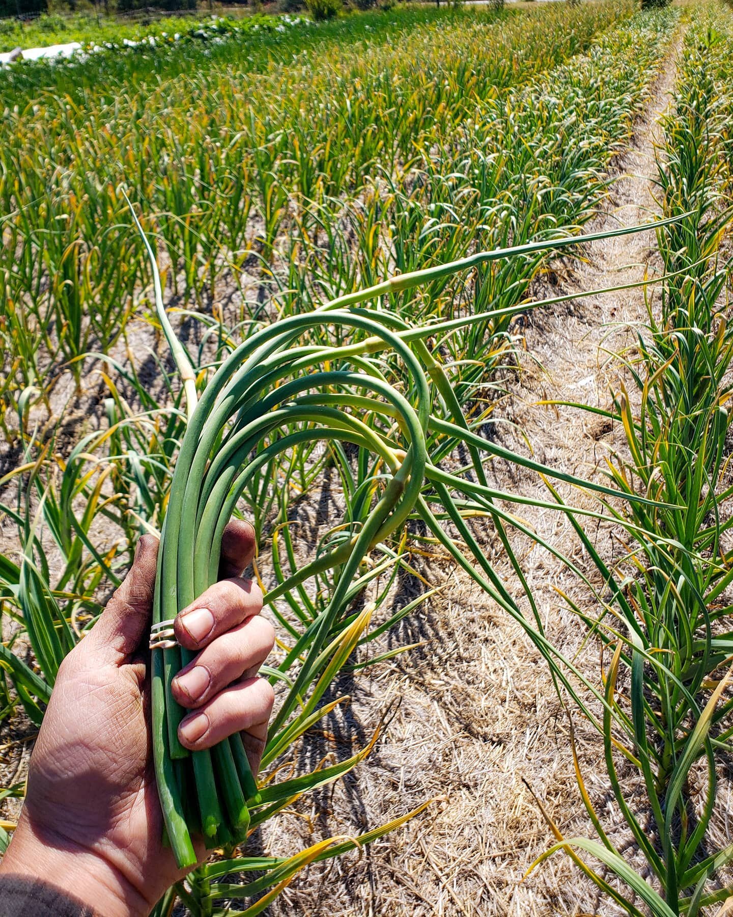 We'll have Garlic Scapes at Market today!  You can use them just like you would normal garlic.  Chop them, sautee them a bit and throw them on your eggs.  Or use them instead of basil to make a delicious garlicy pesto! 😋