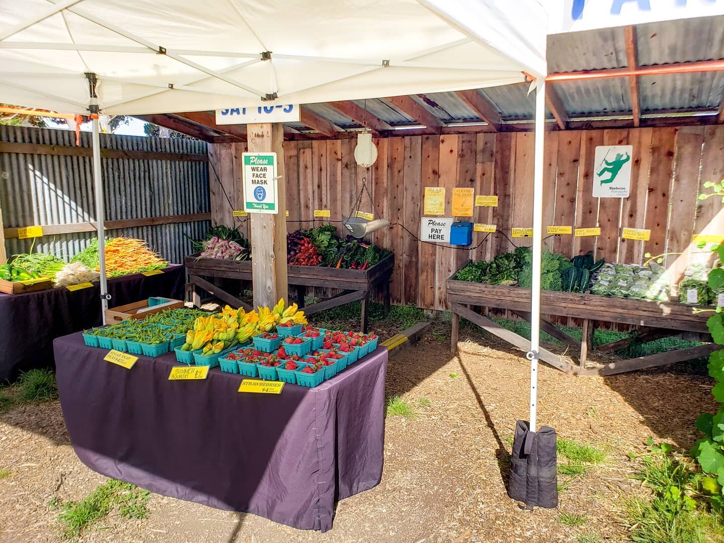 Our Saturday farmstand is looking quite fabulous! We'll be open from 10AM-3PM 🥕🍓🥬