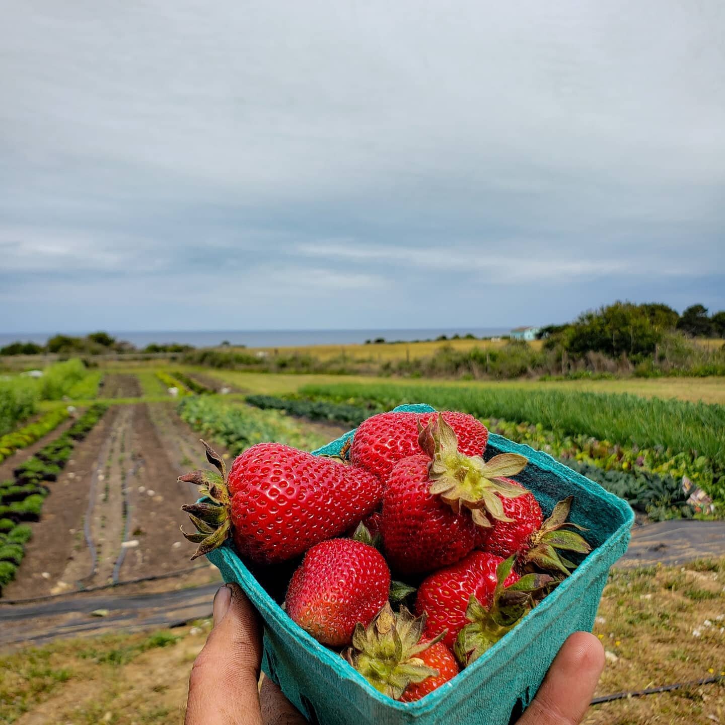 A small taste of tomorrow's (Saturday) farmstand!  We'll be open from 10AM-3PM 😊🥕🍓🥬