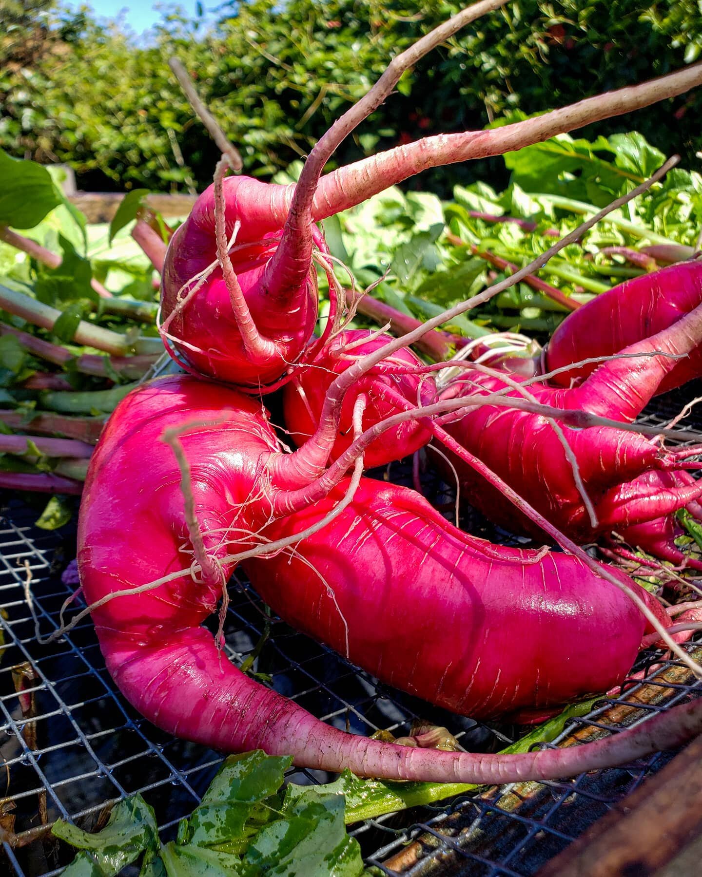 Crisp, mild, and juicy. Gotta love these wild looking Red King Radish! 

Grab some today at our farmstand! We'll be open until 4:30PM today! 😊🥕🍓🥬👨&zwj;🌾