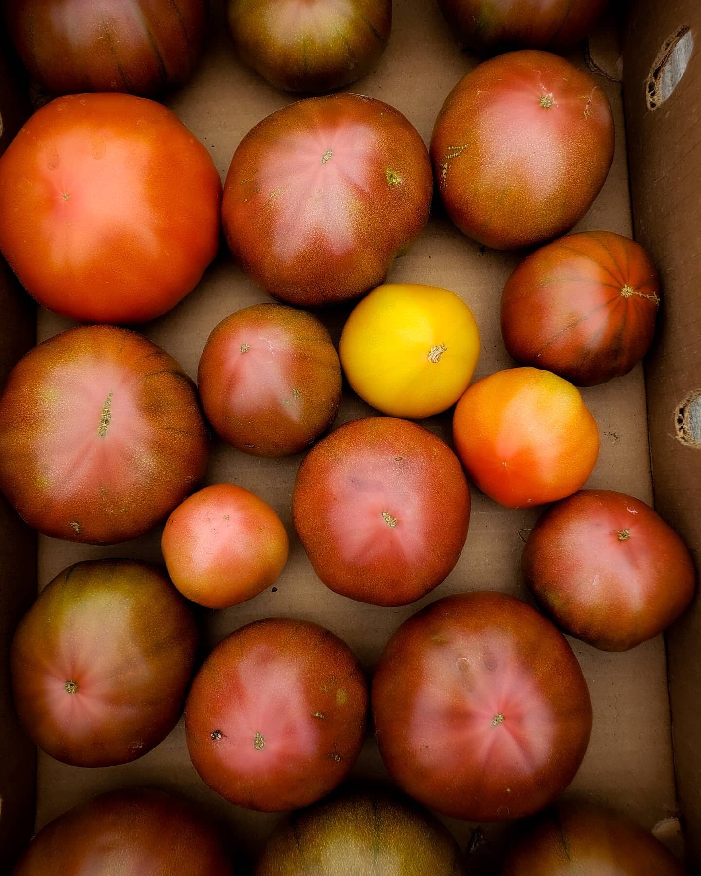 Our Saturday farmstand is open and we've got some juicy heirlooms for ya! 🍅😋 open until 3PM!