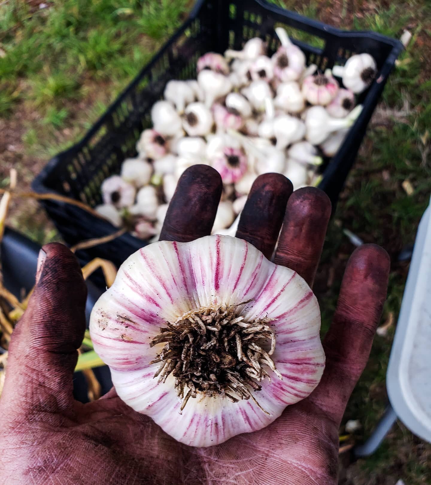 Garlic wizard 🧙&zwj;♂️👨&zwj;🌾

Farmstand open today (Saturday) from 10AM-3PM 😊🥬🍓🍅🥦