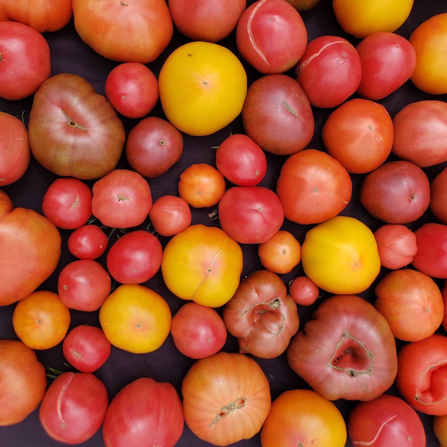 The fresh smell of summer 😊🍅