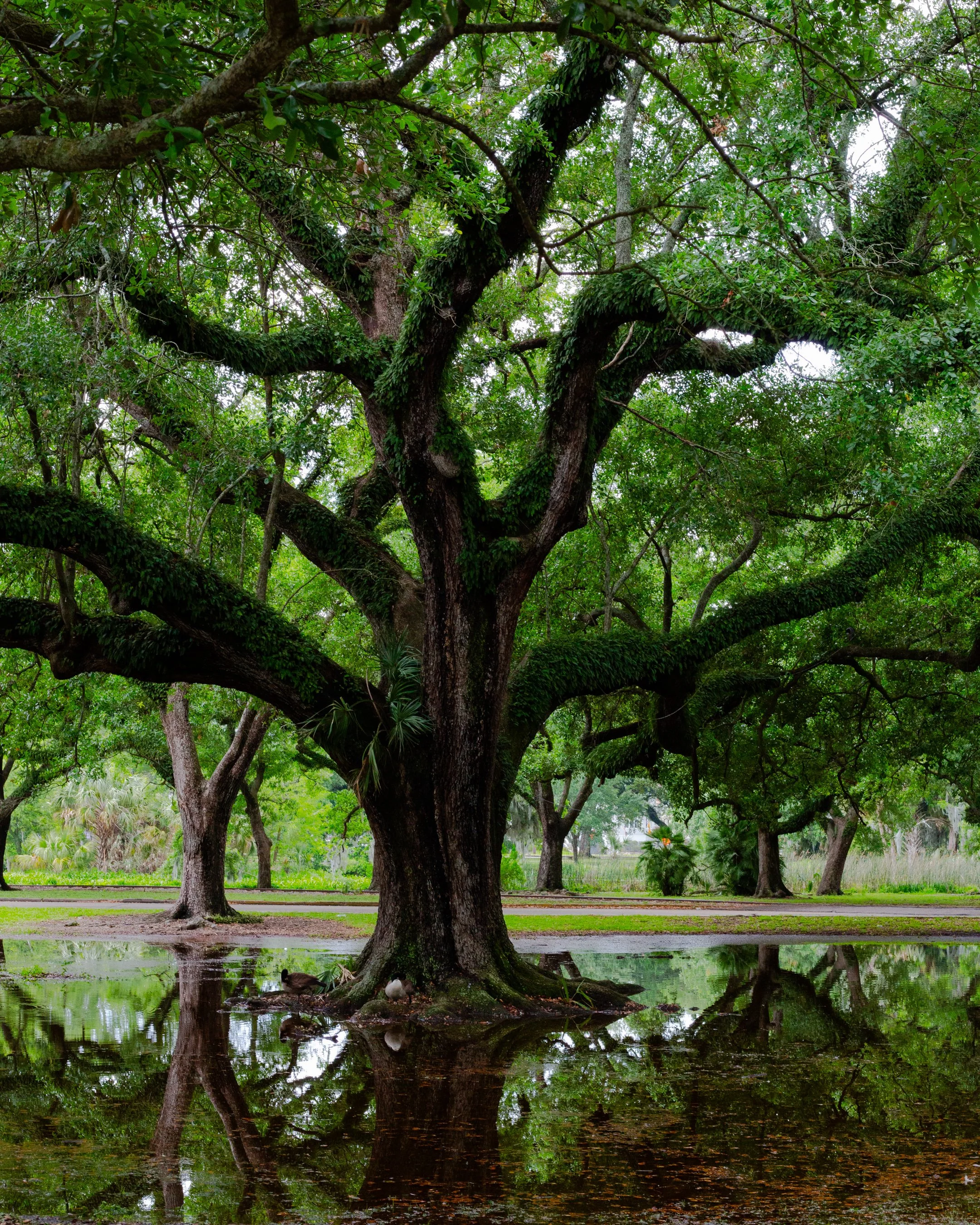 tree 4.jpg