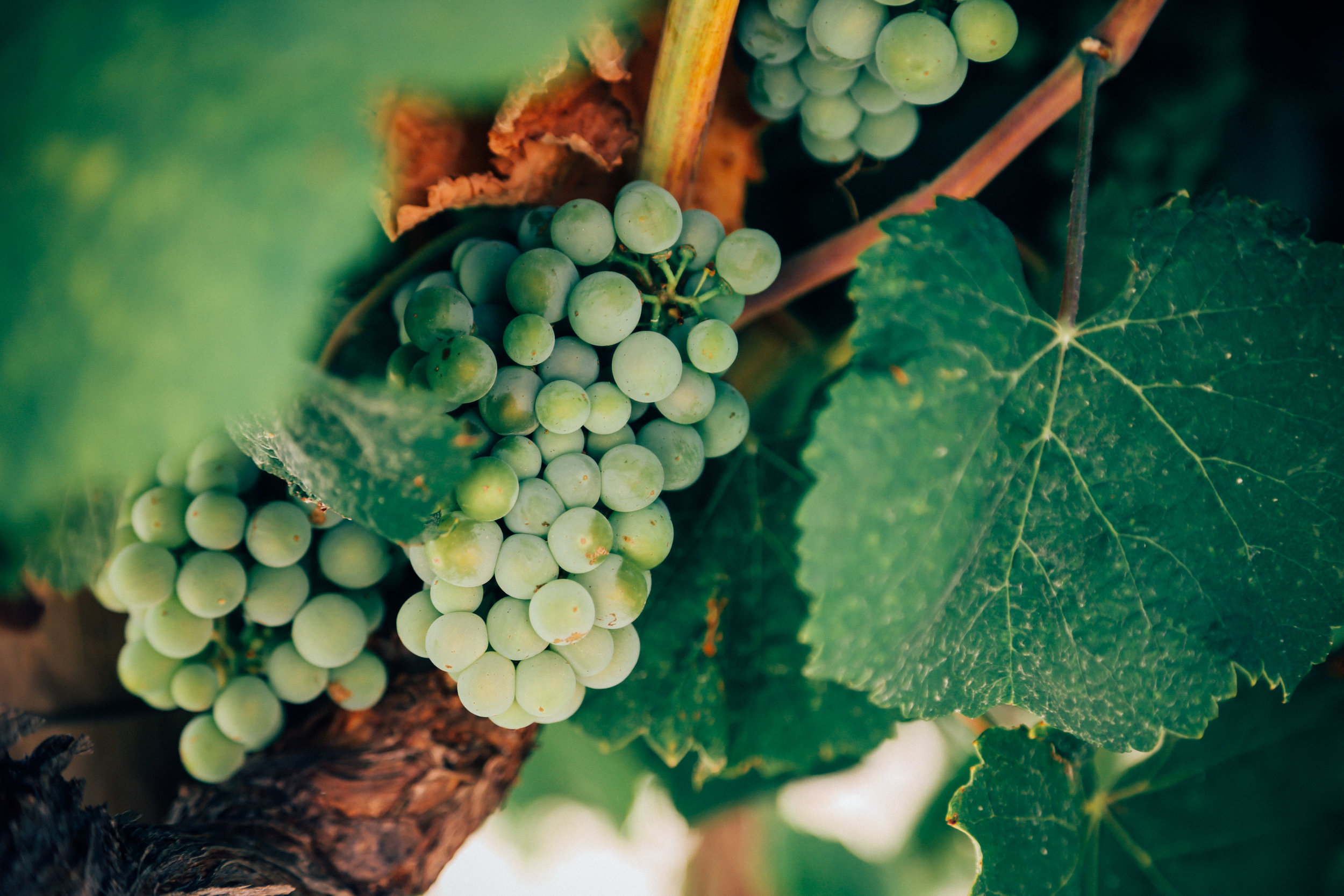 grapesgreen.jpg