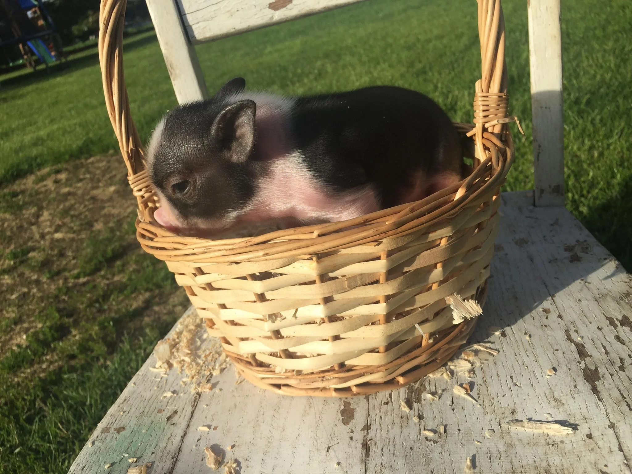 Male # 3 - $350