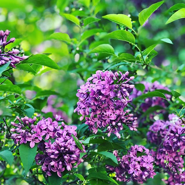 &lsquo;Tis the season. 💜🌸 The only problem is choosing just one! 🤩 So I didn&rsquo;t. 😬

Did you know that lilacs only bloom for 1-2 weeks a year? Kinda makes you wonder about humanity&rsquo;s over-emphasis on &ldquo;blooming&rdquo;&mdash;always 