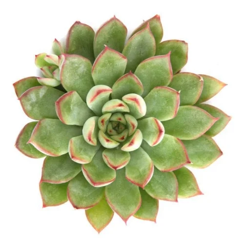 Rosette Focal Point