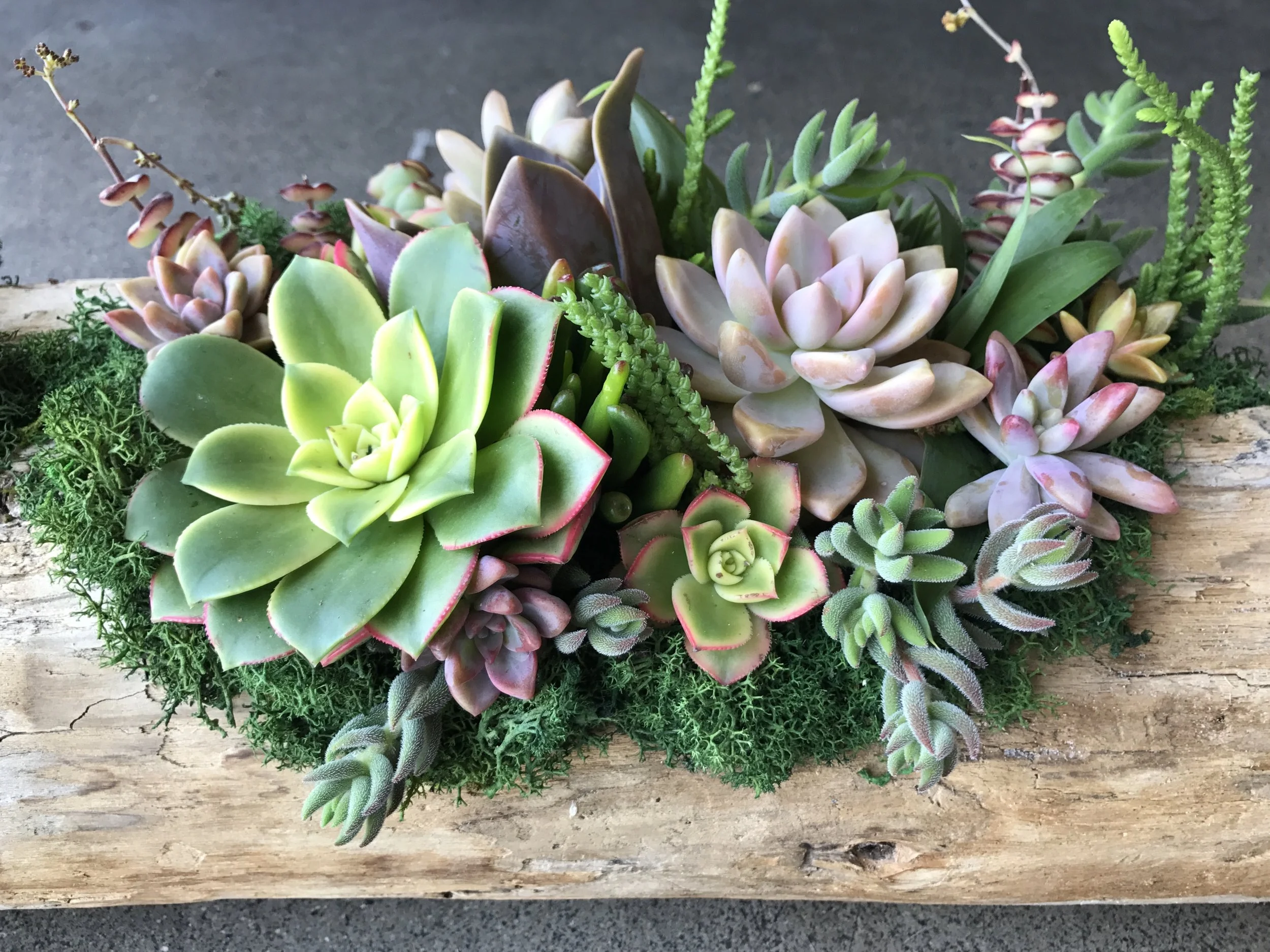 DIY Succulent Driftwood Creation