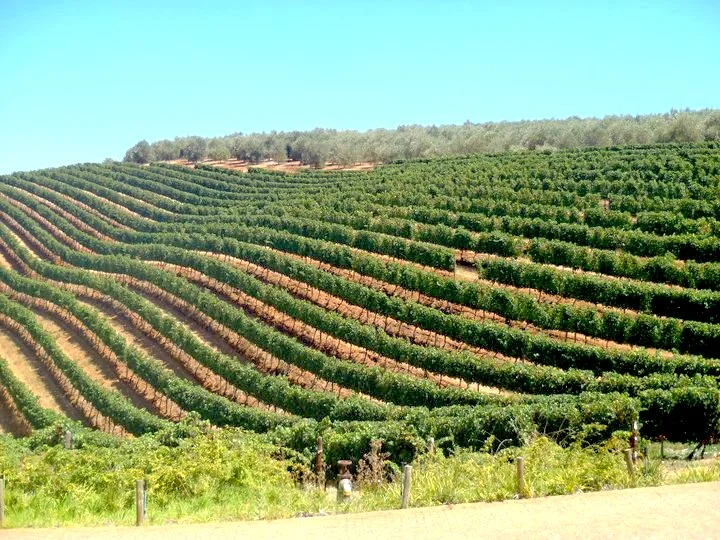 Wine Industry