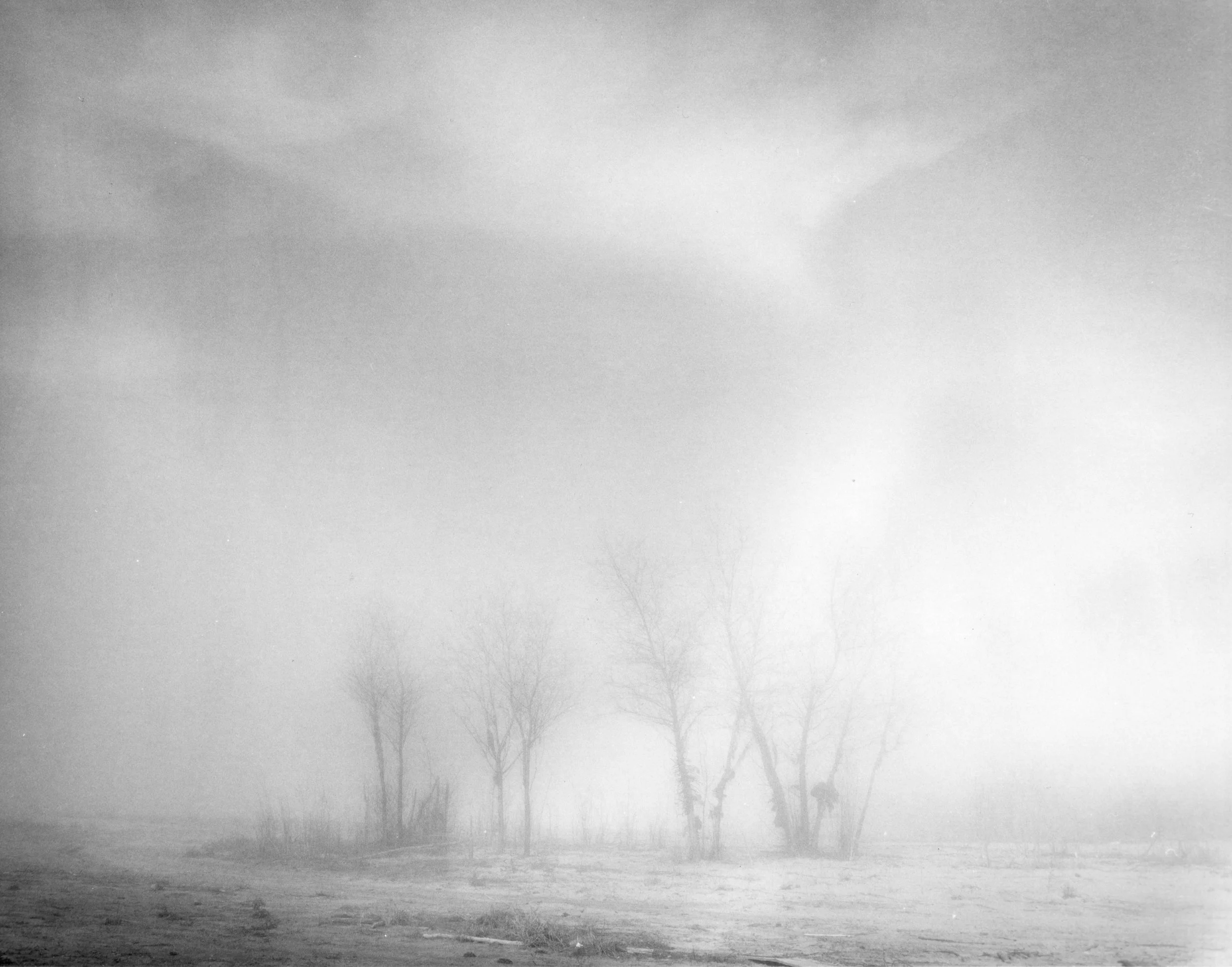 Four Trees in Rising Fog