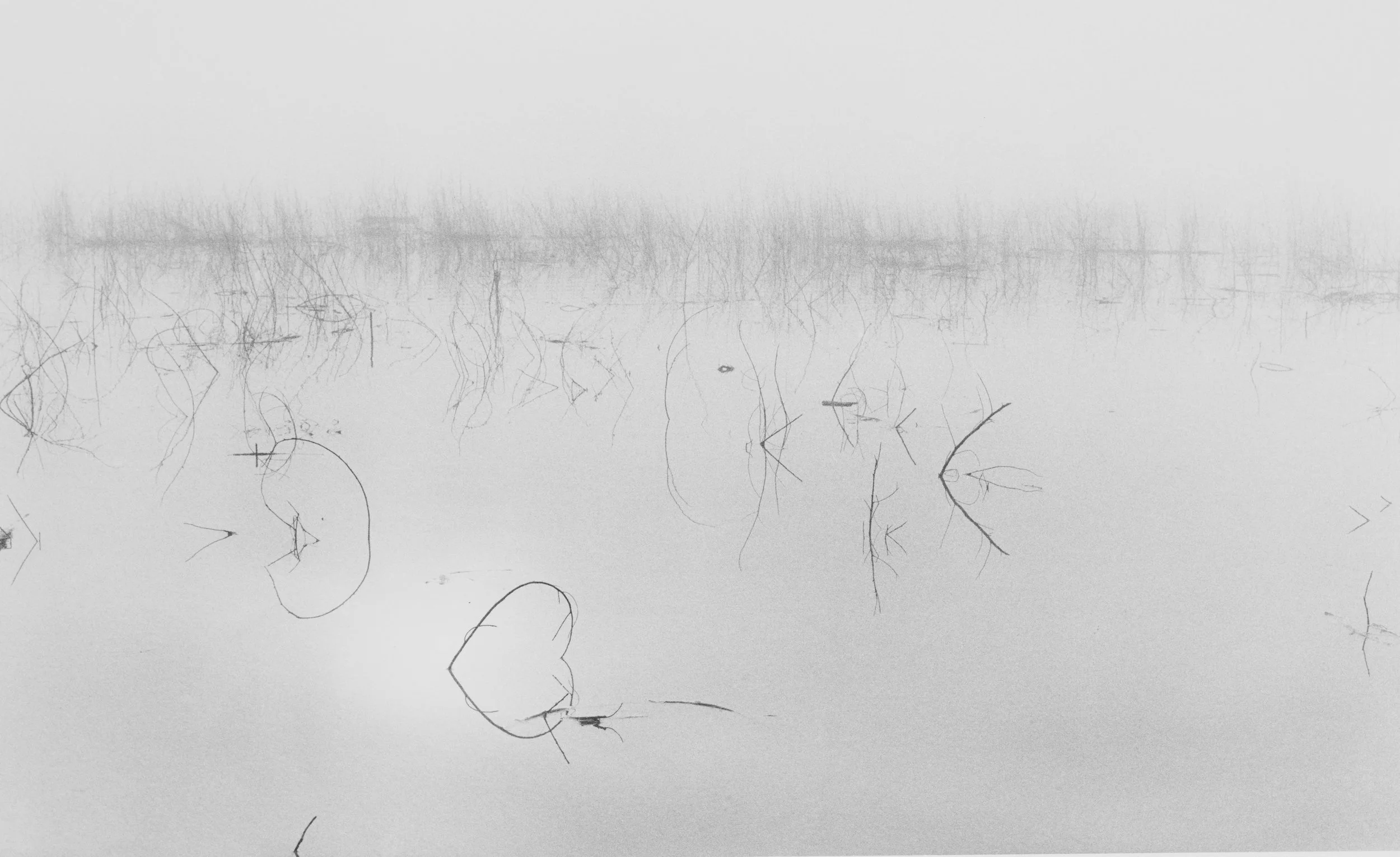 Grasses In Fog