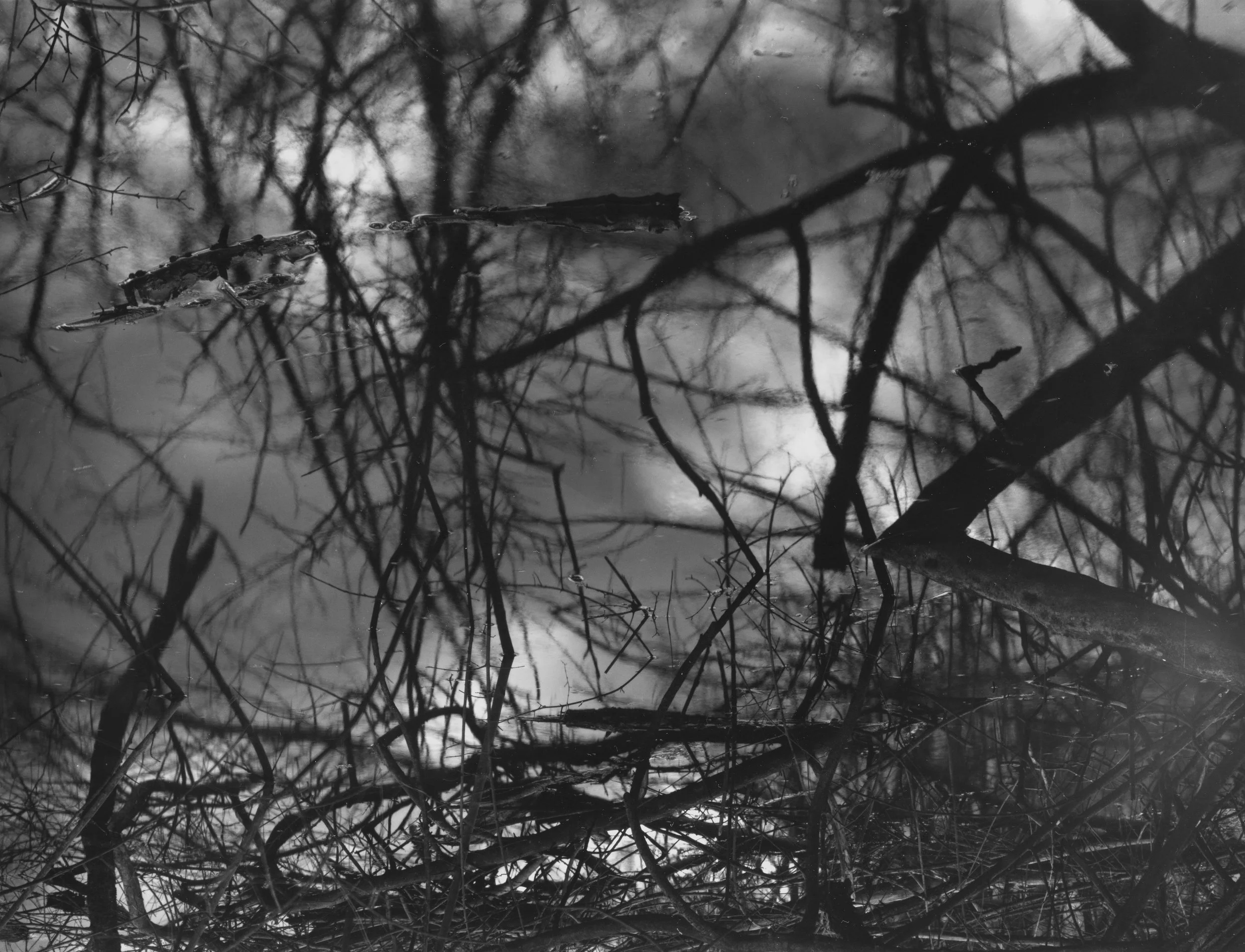 Levee Brush