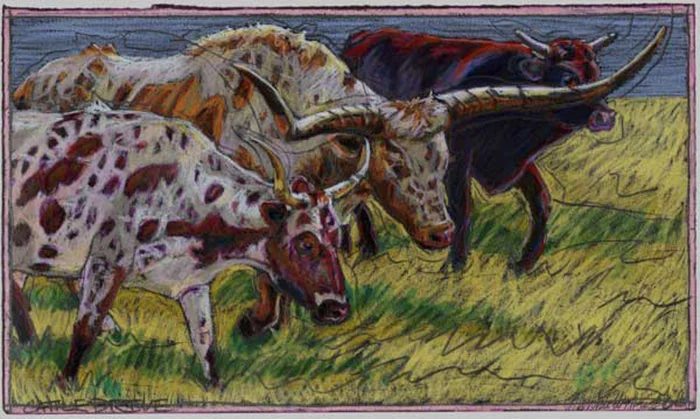 Cattle Drive