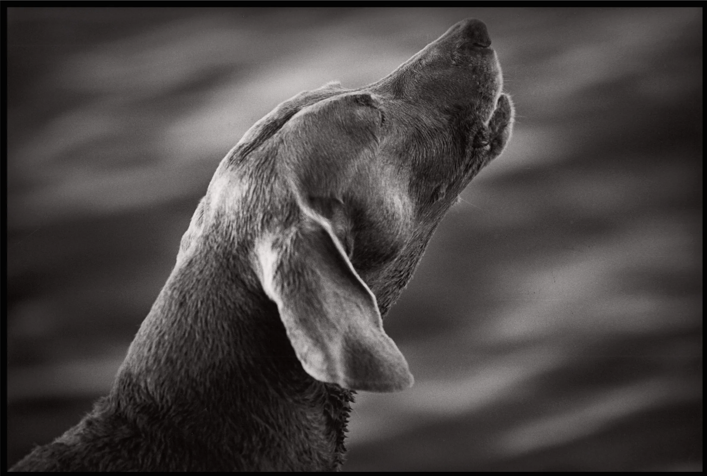 Amy James, "The Call of the Wild," selenium toned silver gelatin print, 2018