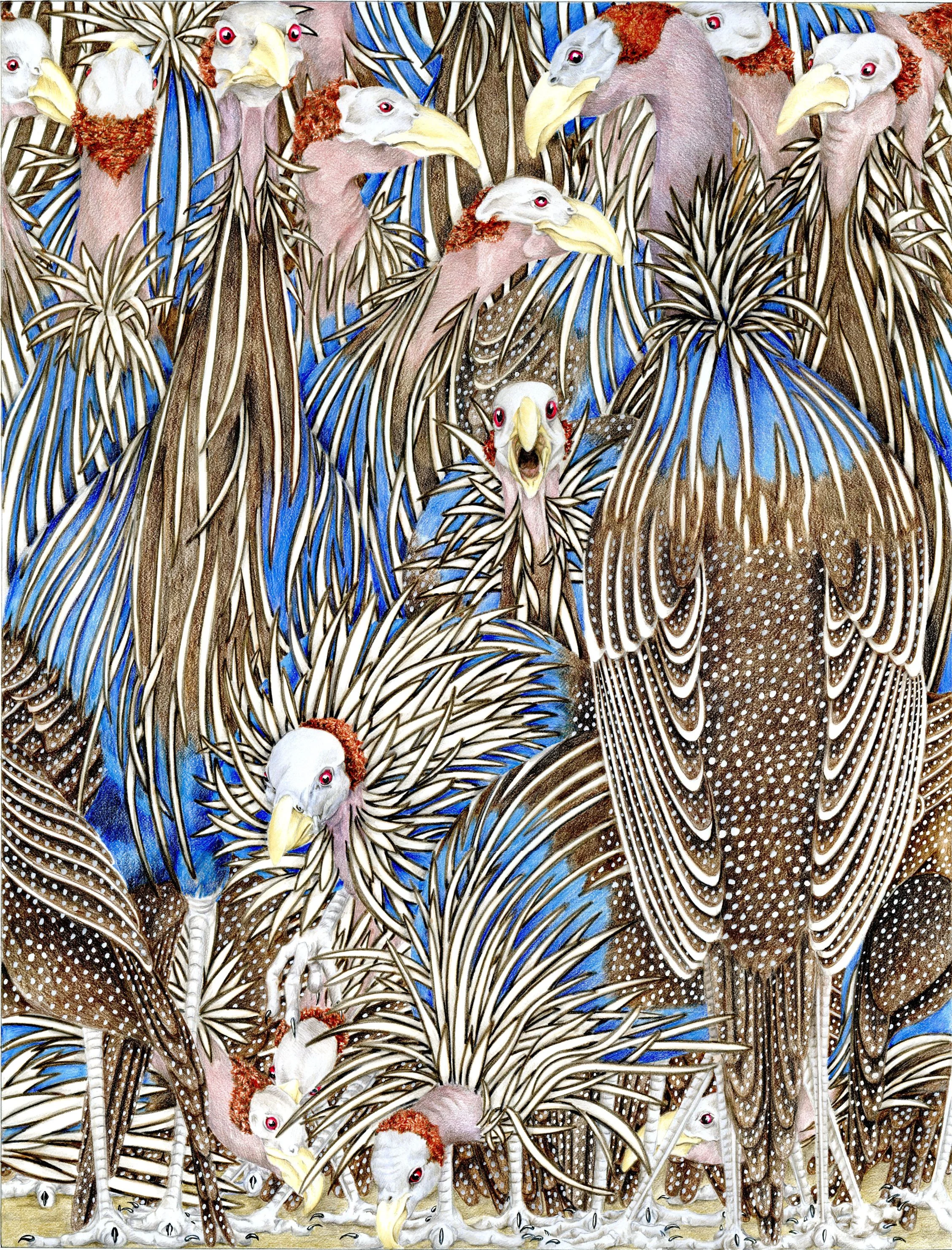 Vulterine Guineafowl