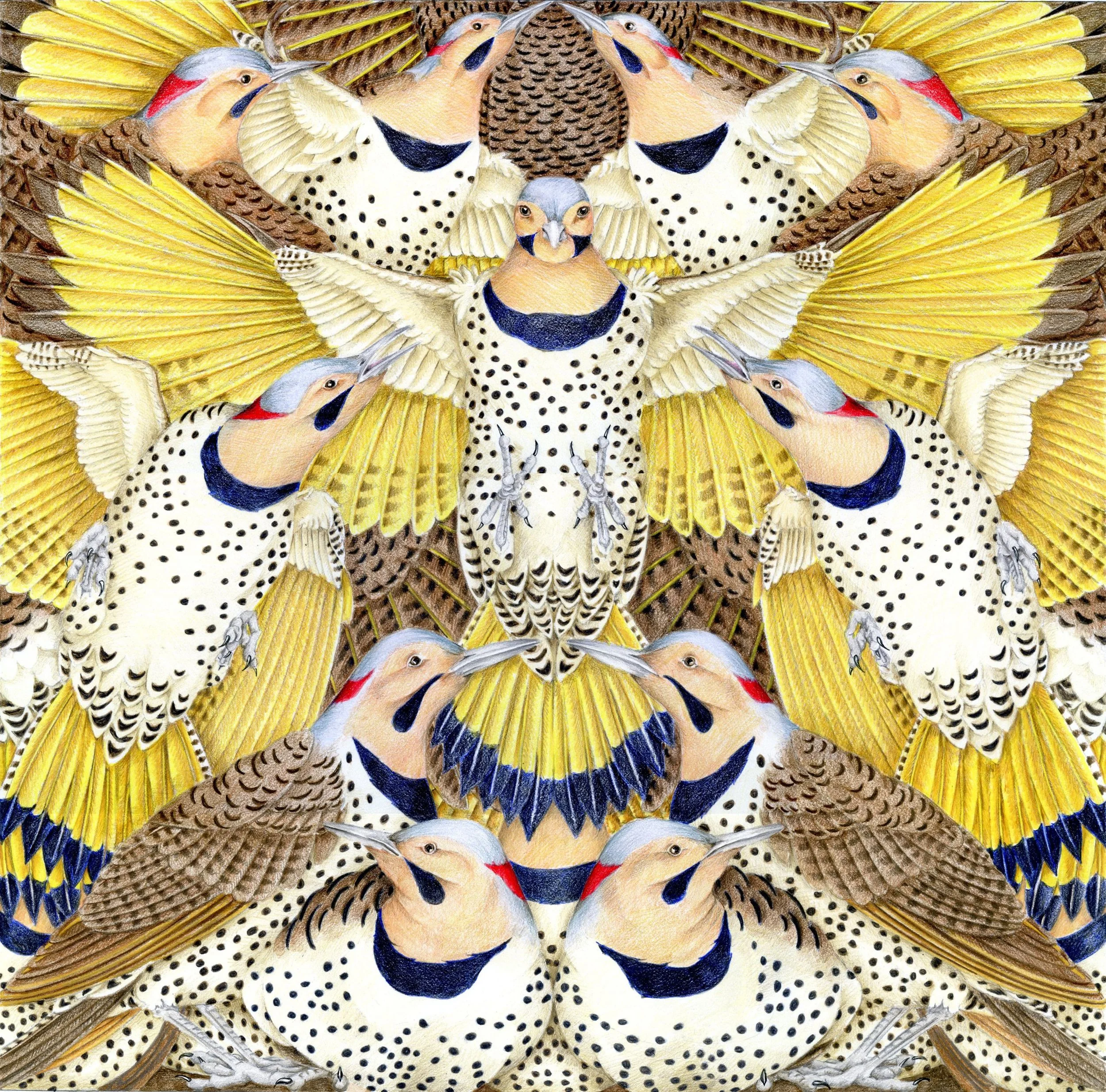 Yellow-shafted Flickers