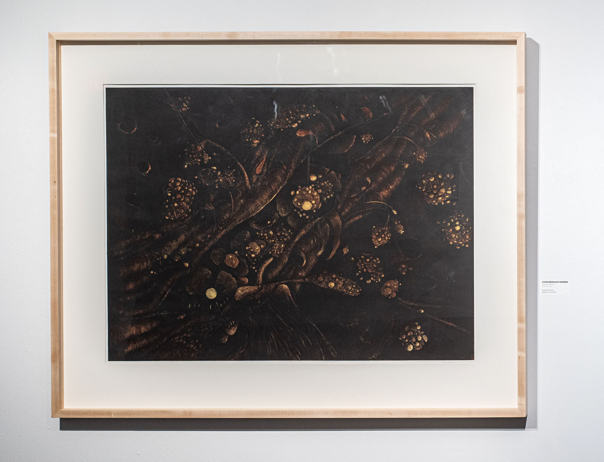 Cycas Revoluta Tenebris