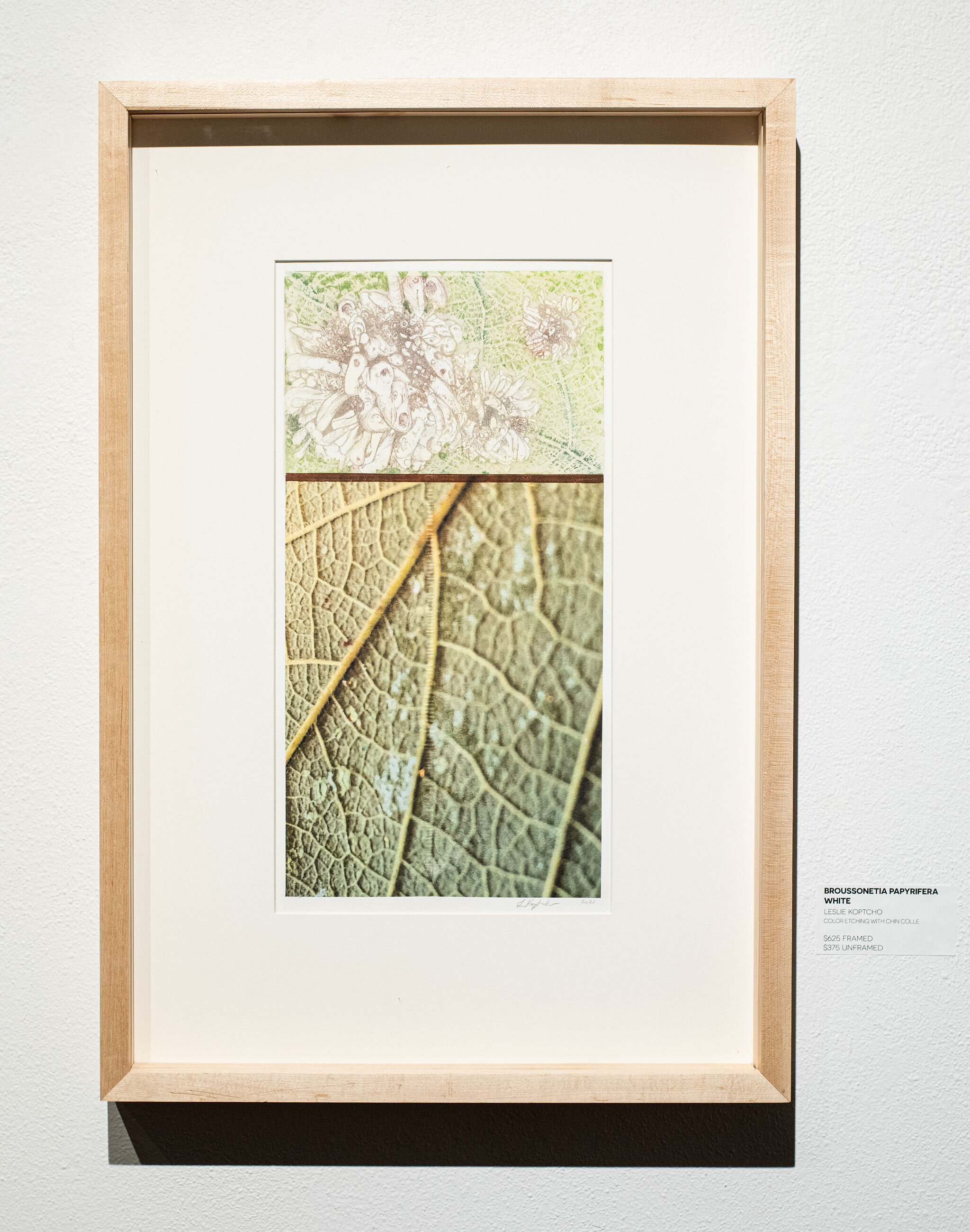 Broussonetia Papyrifera, White