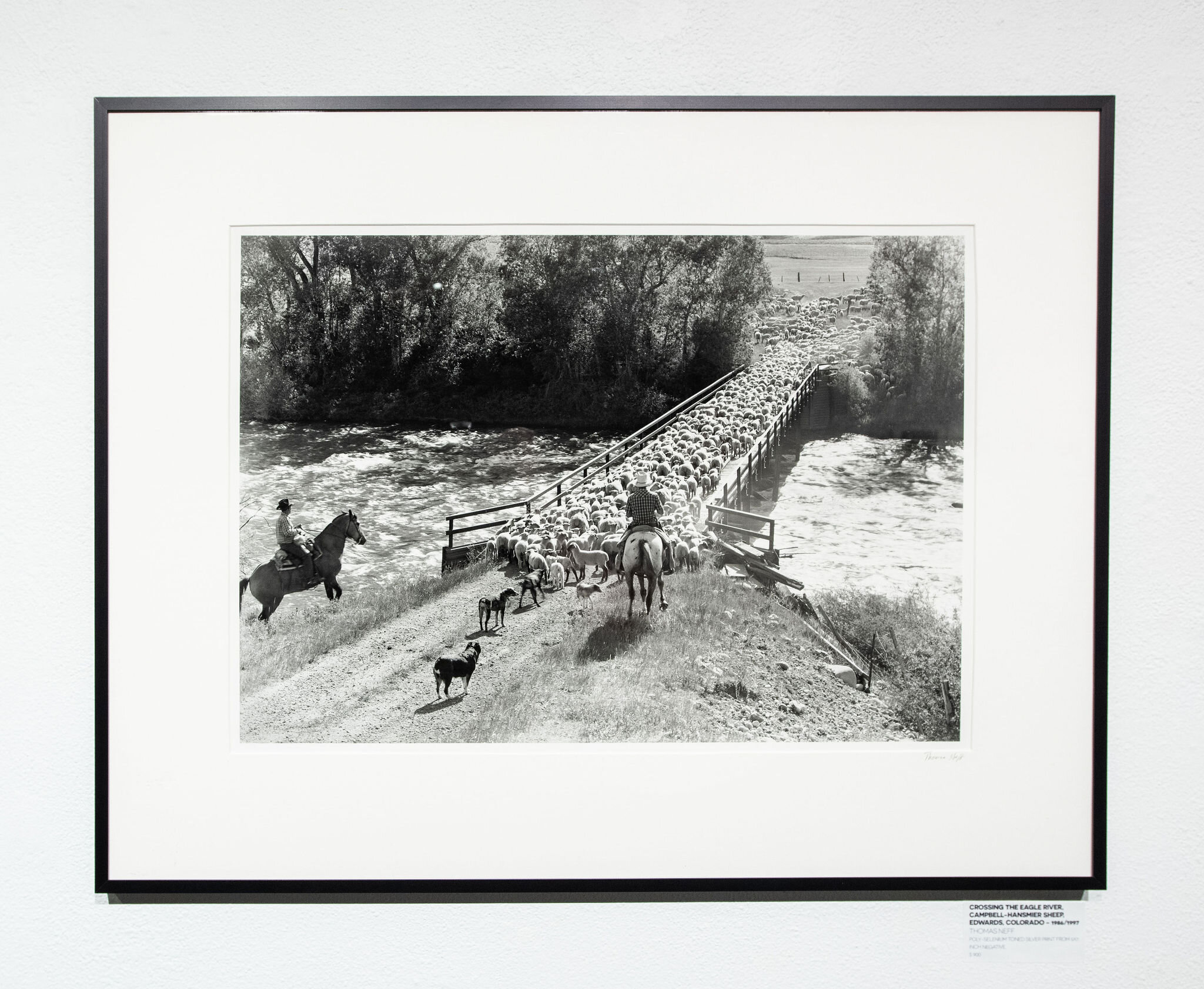 Crossing the Eagle River, Campbell-Hansmier Sheep, Edwards, Colorado – 1986/1997