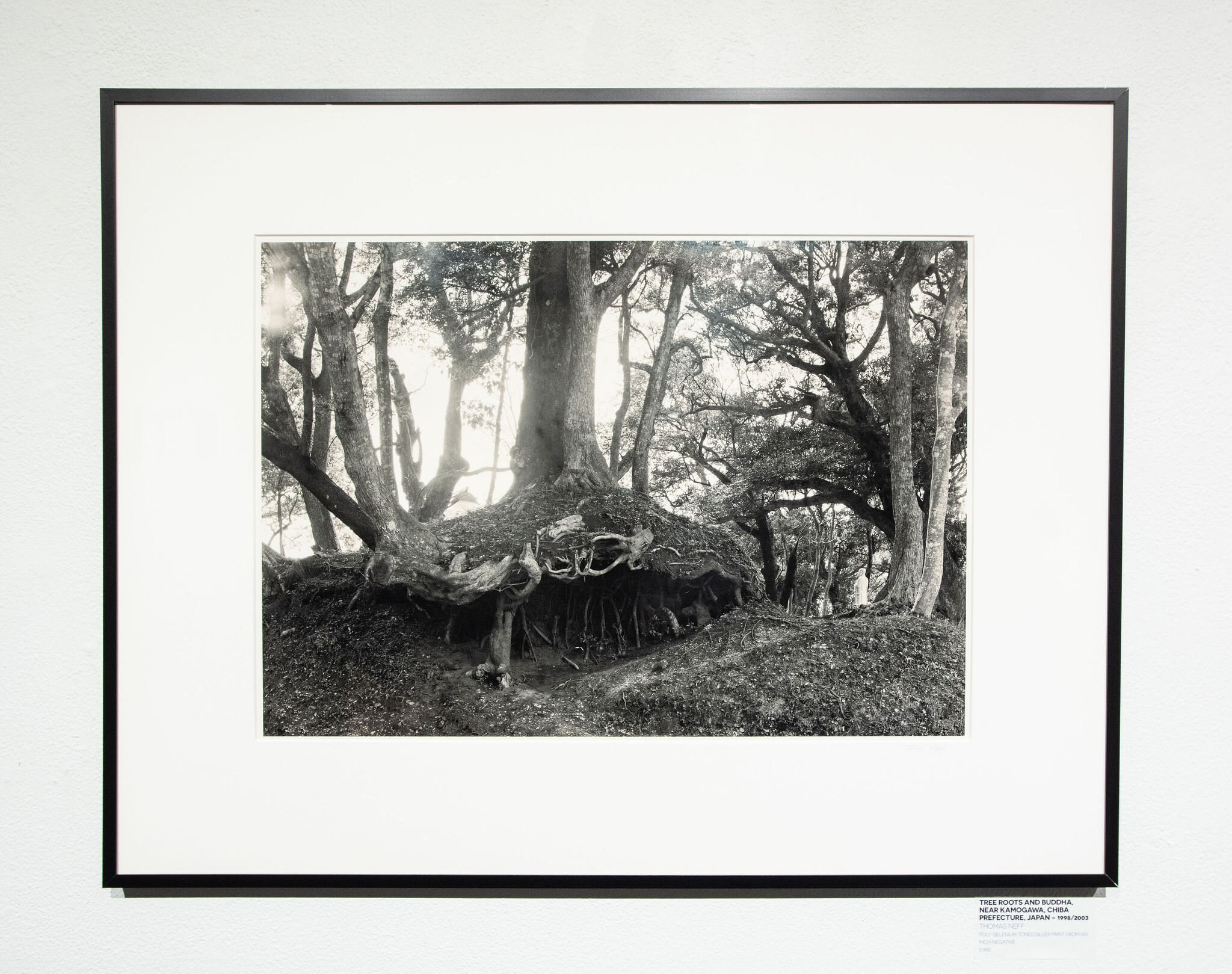 Tree Roots and Buddha, near Kamogawa, Chiba Prefecture, Japan – 1998/2003