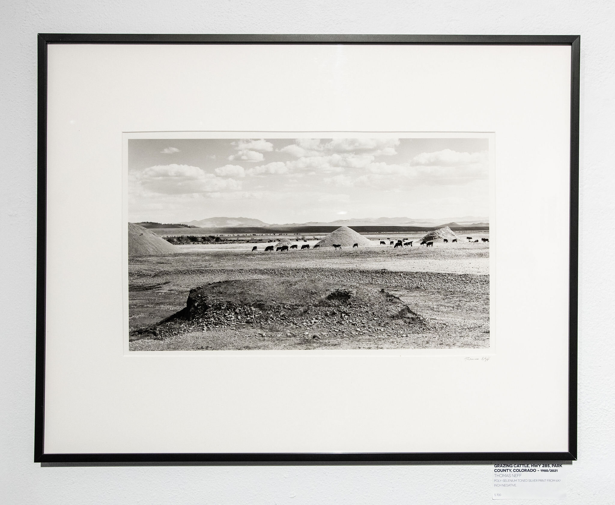 Grazing Cattle, Hwy 285, Park County, Colorado – 1980/2021